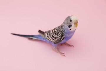Beautiful parrot on pink background. Exotic pet