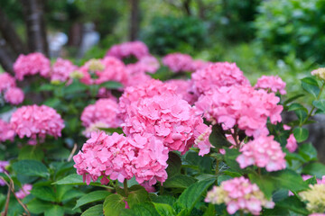 北海道伊達市、有珠善光寺境内で咲き誇るアジサイ【7月】