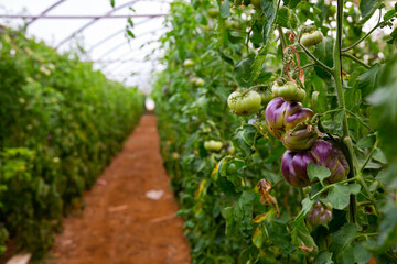 View of partially ripened purple tomatoes growing in modern industrial hothouse..
