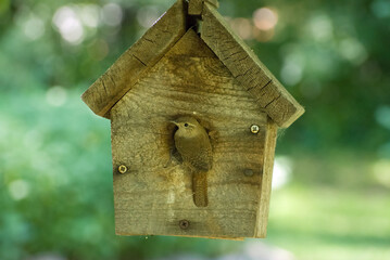 House Wren (Troglodytes aedon) cleaning birdhouse before building a new nest 