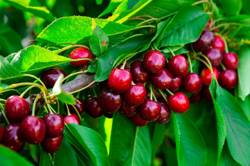 Closeup of green sweet cherry tree branches with ripe juicy berries in garden. Harvest time