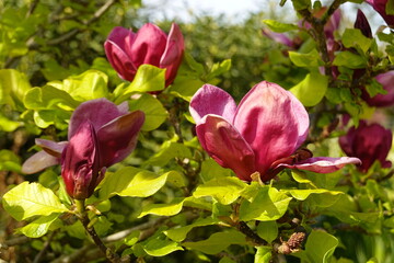 The lily magnolia is a large deciduous shrub (or small tree) that sports blossoms in April and early May, just before its leaves appear.