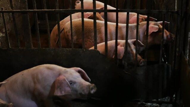 many Large white pigs with hanging big ears in a pigsty. Breeding pigs on a pig farm in agriculture