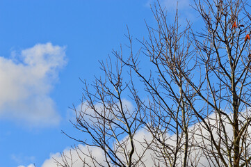 Fototapeta na wymiar tree branches against a blue winter sky