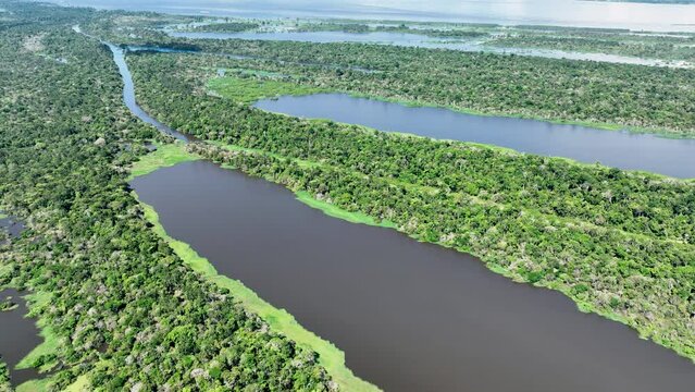 Manaus Brazil. Taruma River at Amazon Forest affluent of giant Black River at Amazonian Biome. Natural wildlife landscape. Global warming logging deforestation. Amazon rainforest wildlife.