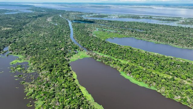 Amazon River at Amazon Rainforest. The biggest tropical rainforest of world. Manaus Brazil. Amazonia ecosystem. Nature wild life landscape. Global warming emissions reduction. Amazon river wild life.