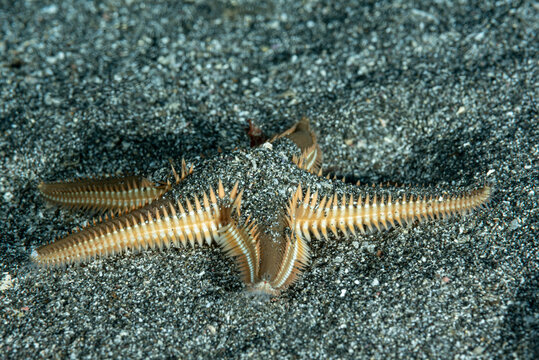 Giovane esemplare di stella marina, Astropecten bispinosus, tra la sabbia