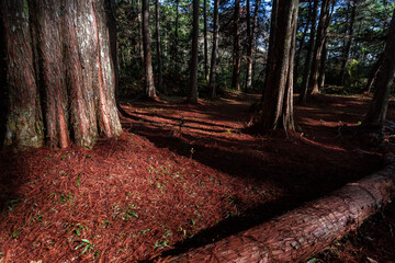 Campos do Jordão, São Paulo, Brasil: Bosque Vermelho no Parque Estadual de Campos de Jordão na Serra da Mantiqueira