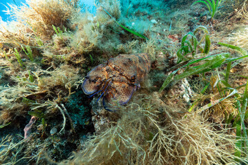 Cicala di mare, Scillarides latus, mimetizzata tra la vegetazione - obrazy, fototapety, plakaty