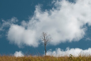 Mantiqueira, Minas Gerais, Brasil: Árvore com galhos secos e nuvens passando