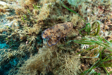 Cicala di mare, Scillarides latus, mimetizzata tra la vegetazione - obrazy, fototapety, plakaty