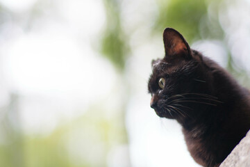 森に暮らす野生の黒猫