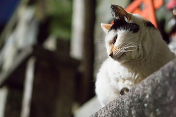 京都 夜の伏見稲荷大社に暮らす可愛らしい野生の子猫