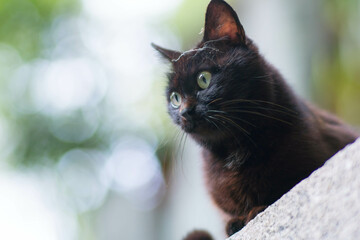 日本の森に暮らす野生の黒猫 © ryo96c