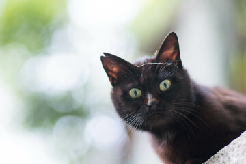 Wild black cat living in a Japanese forest
