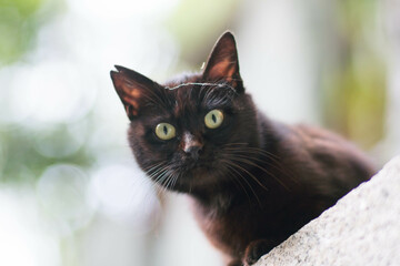 日本の森に暮らす野生の黒猫