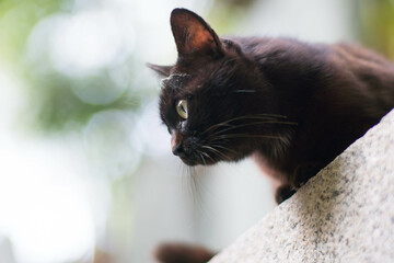 木漏れ日の美しい森に暮らす野生の黒猫