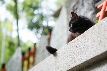 京都 伏見稲荷大社に暮らす野生の黒猫