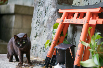 京都 伏見稲荷大社に暮らす野生の黒猫