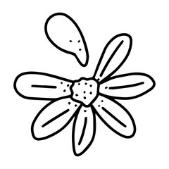 camomile flower