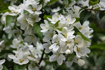 White blossom on apple tree in spring