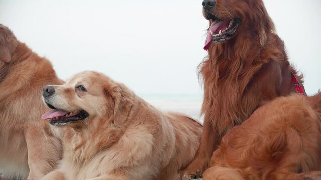 Close up of Group of Golden retriever dogs resting on the beach in the morning