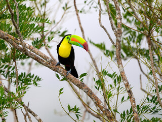 Keel-billed Toucan perched on tree branch in Panama