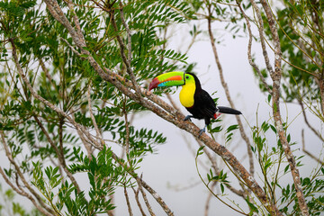 Keel-billed Toucan perched on tree branch in Panama