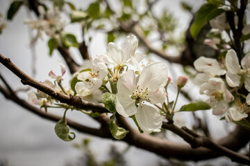 White Apple Tree Blossoms in Spring