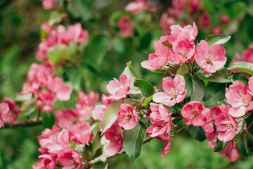 Pink Apple tree Blossoms in Spring