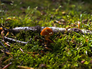 Small mushroom on moss