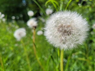 Obraz premium Dandelions