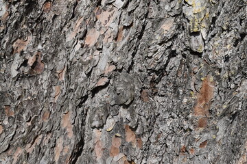 Tree bark close up 
