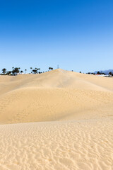 sand dunes in the desert