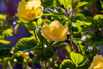 Yellow flower plant Hibiscus rosa-sinensis, Chinese hibiscus, China rose, Hawaiian hibiscus, rose mallow and shoeblack plant of family Malvaceae. On a bush with green leaves on a green background.