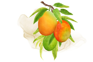 watercolor mango fruits wreath and background design