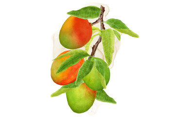 watercolor mango fruits wreath and background design