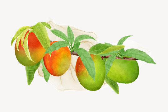 watercolor mango fruits wreath and background design