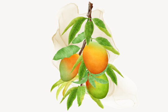 watercolor mango fruits wreath and background design