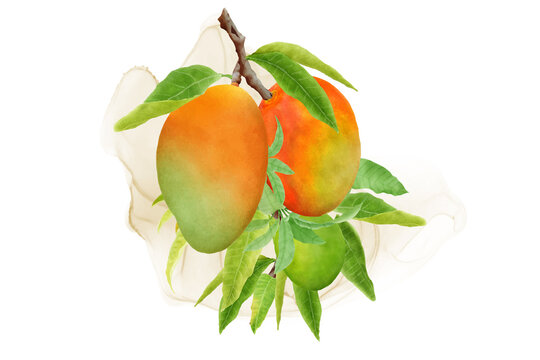 watercolor mango fruits wreath and background design