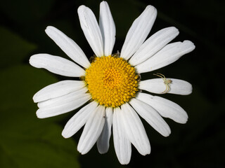 Fototapeta premium Crab Spider on Daisy