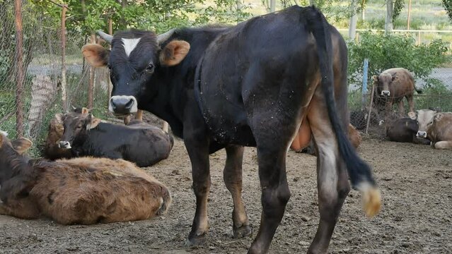A large adult black bull with straight sharp horns looks and waves its tail, brushing off midges and mosquitoes. Herd of domestic bulls in the farm outdoors. Agriculture. Cattle breeding