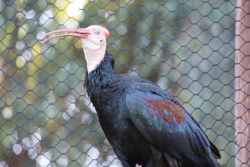 country vulture in the zoo