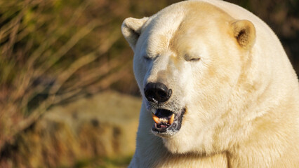 polar bear face with open mouth