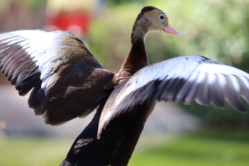 goose in the zoo