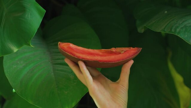 Close up shot of woman hand holding exotic fruit zapote with leaf in the background.
