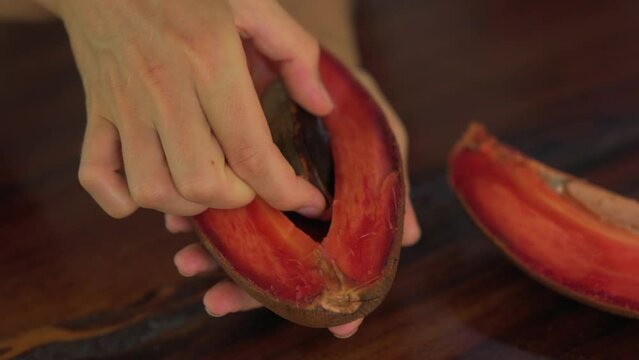 Close up shot  of woman hand holding Exotic fruit Zapote .
