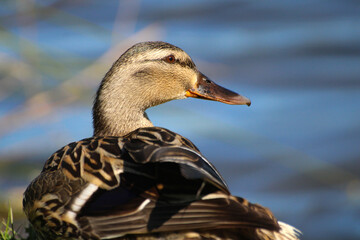 portrait of a goose