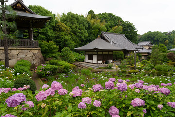 Obraz premium あじさい寺 正覚寺