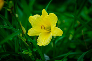 chayote flower with bright yellow color